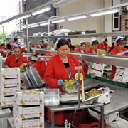 Рабочие на пищевое производство